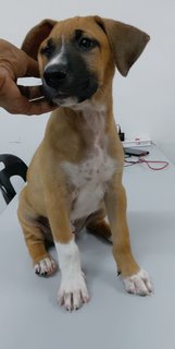 Boy - Mixed Breed Dog