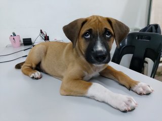 Boy - Mixed Breed Dog