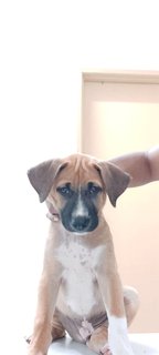 Boy - Mixed Breed Dog