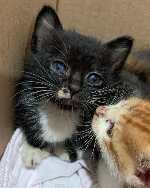 Ginger, Boots And Oreo - Domestic Medium Hair + Tuxedo Cat