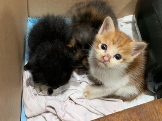 Ginger, Boots And Oreo - Domestic Medium Hair + Tuxedo Cat