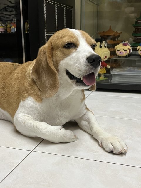 Fatfat - Beagle Dog