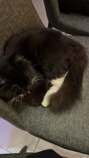 Marmite  - Domestic Long Hair Cat