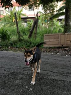 Blacky - Mixed Breed Dog