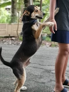 Blacky - Mixed Breed Dog