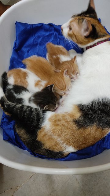 Kitten - Domestic Short Hair Cat