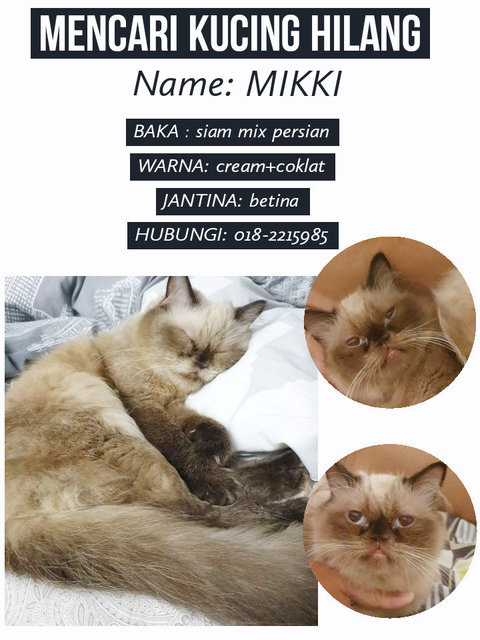 Mikki - Persian + Siamese Cat