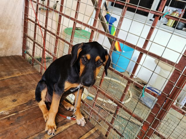 Doberman Mixed - Doberman Pinscher Mix Dog