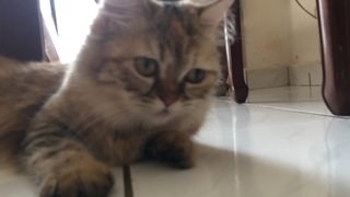 Lucy - Persian Cat