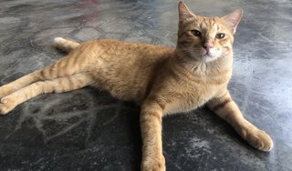 桃子(Tao-zi)  - Domestic Short Hair Cat