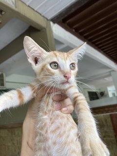 Neighbourhood Kittens - Domestic Short Hair Cat