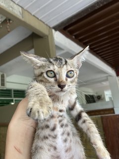 Neighbourhood Kittens - Domestic Short Hair Cat