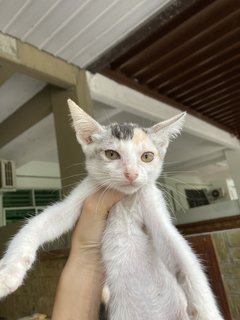 Neighbourhood Kittens - Domestic Short Hair Cat