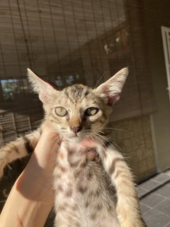 Neighbourhood Kittens - Domestic Short Hair Cat