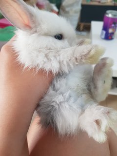 PF114822 - Lionhead Rabbit