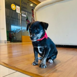 Ivy - Lancashire Heeler Mix Dog