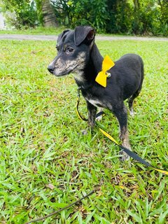 Ivy - Lancashire Heeler Mix Dog