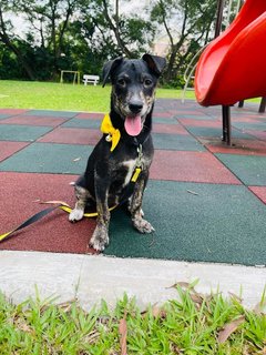 Ivy - Lancashire Heeler Mix Dog