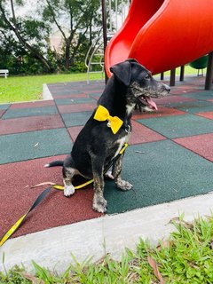 Ivy - Lancashire Heeler Mix Dog