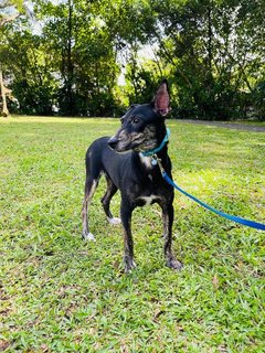 Ivy - Lancashire Heeler Mix Dog