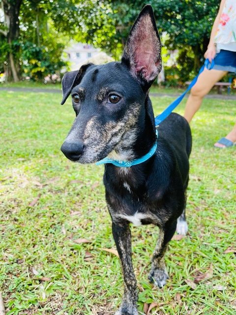 Ivy - Lancashire Heeler Mix Dog