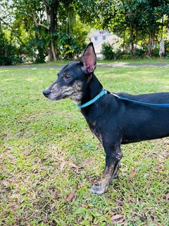 Ivy - Lancashire Heeler Mix Dog