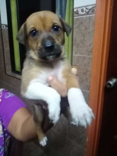 Klang Pups! - Mixed Breed Dog