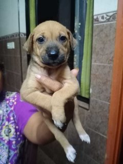 Klang Pups! - Mixed Breed Dog