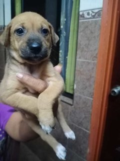 Klang Pups! - Mixed Breed Dog