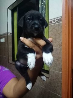 Klang Pups! - Mixed Breed Dog