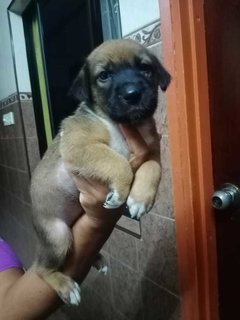 Klang Pups! - Mixed Breed Dog