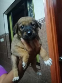 Klang Pups! - Mixed Breed Dog