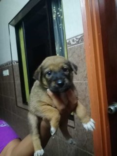 Klang Pups! - Mixed Breed Dog