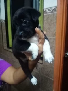 Klang Pups! - Mixed Breed Dog