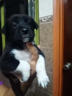 Klang Pups! - Mixed Breed Dog