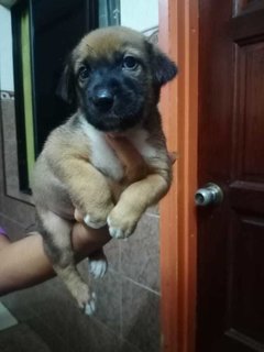 Klang Pups! - Mixed Breed Dog