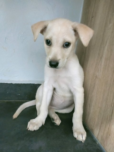 White 1 - Mixed Breed Dog