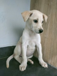 White 1 - Mixed Breed Dog