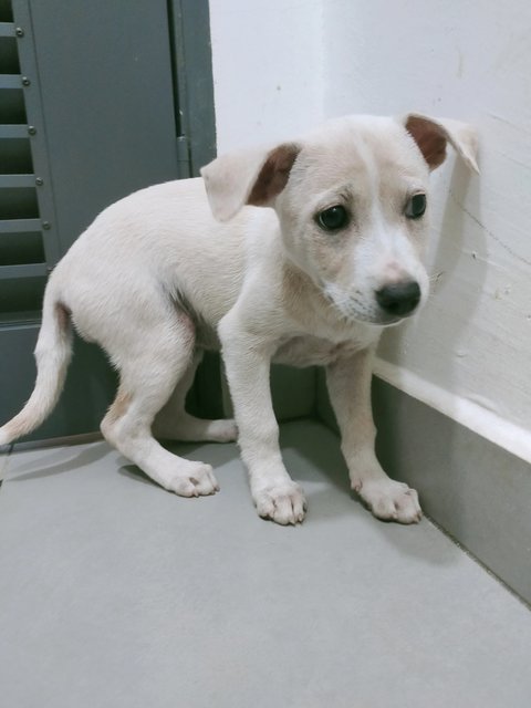 White 2 - Mixed Breed Dog