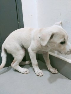 White 2 - Mixed Breed Dog