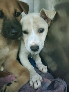 White 2 - Mixed Breed Dog