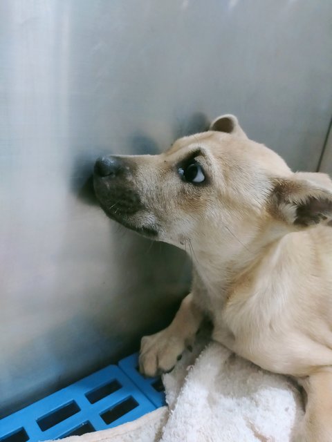 Brown 2 - Mixed Breed Dog