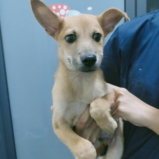 Brown 3 - Mixed Breed Dog