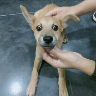 Brown 3 - Mixed Breed Dog