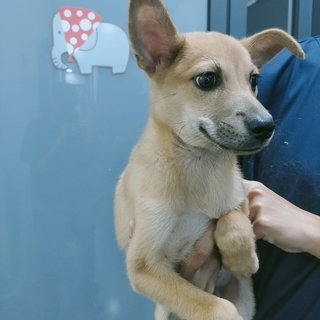 Brown 3 - Mixed Breed Dog