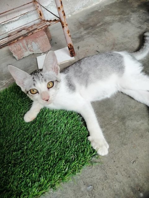 Silveroo - Domestic Short Hair Cat