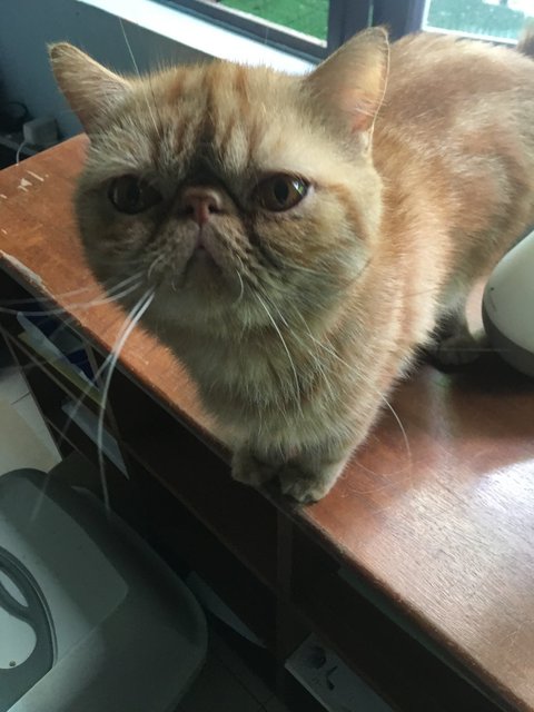 Bobba - Exotic Shorthair Cat