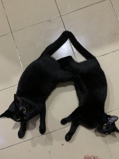 Lola And Lulu - Domestic Short Hair Cat