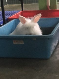 Fluffy - Lionhead Rabbit