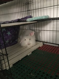 Fluffy - Lionhead Rabbit